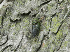 Neotibicen pruinosus