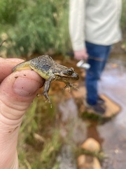 Rana luteiventris