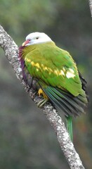 Ptilinopus magnificus