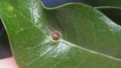 Andricus highlandensis