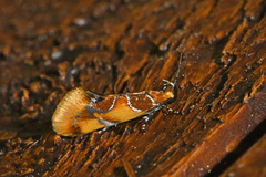 Epicallima argenticinctella