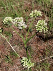 Psacalium decompositum