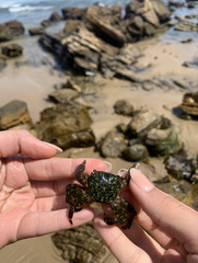 Pachygrapsus crassipes
