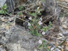 Carlowrightia torreyana