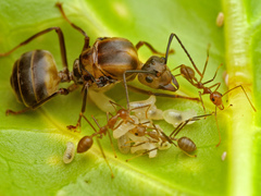 Oecophylla smaragdina