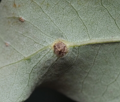 Andricus highlandensis