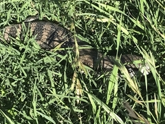 Tiliqua scincoides