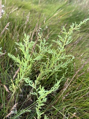 Suaeda maritima
