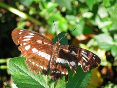 Limenitis sulpitia