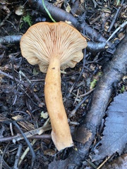 Lactarius