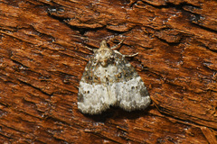 Neoligia crytora