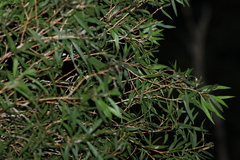 Melaleuca salicina