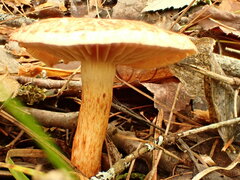 Cortinarius bolaris