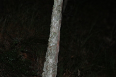 Melaleuca salicina