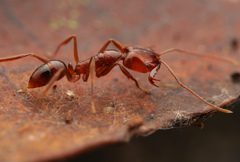 Anochetus