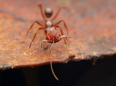 Anochetus