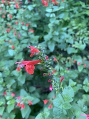 Salvia coccinea