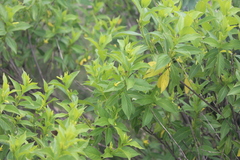 Mandevilla foliosa
