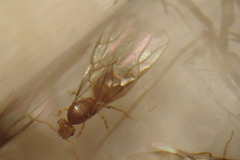 Cautolasius