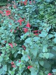Salvia coccinea