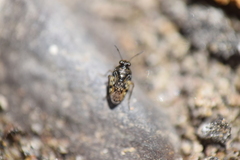Saldidae