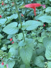 Salvia coccinea