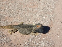 Pogona vitticeps