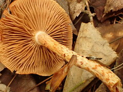 Cortinarius bolaris