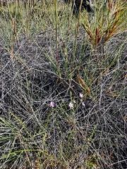 Thysanotus patersonii