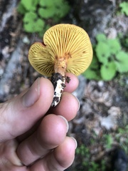 Phylloporus leucomycelinus