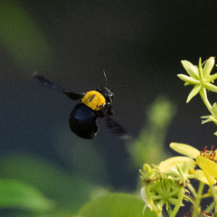 Xylocopa aestuans