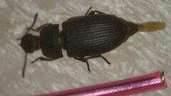 Tenebrioninae