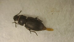 Tenebrioninae