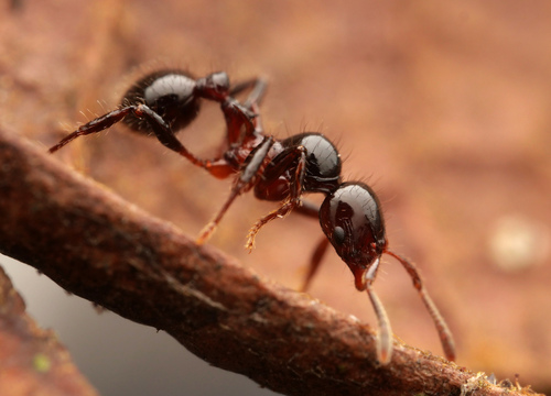 Lordomyrma furciferaLordomyrma furcifera