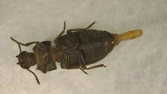 Tenebrioninae
