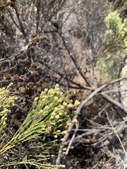 Palpada mexicana