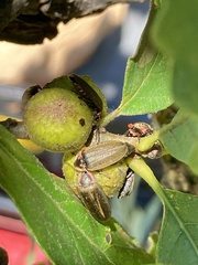 Disholcaspis quercusmamma
