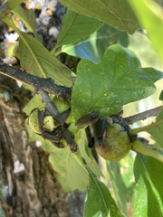 Disholcaspis quercusmamma