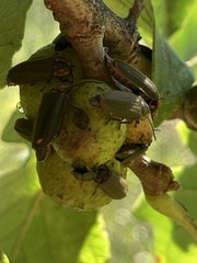 Disholcaspis quercusmamma
