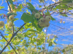 Cornus racemosa