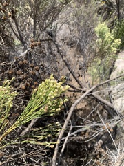Palpada mexicana
