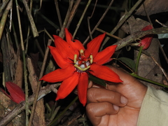 Passiflora miniata