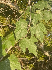 Vitis mustangensis