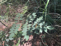 Aralia decaisneana