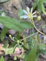 Doellingeria infirma