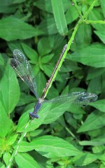 Lestes forcipatus