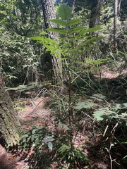 Aralia decaisneana