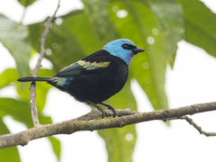 Stilpnia cyanicollis