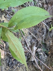 Doellingeria infirma