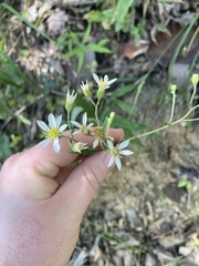 Doellingeria infirma